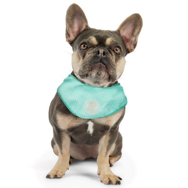 GF Pet Ice Band mellem